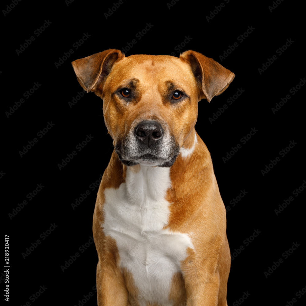 Adorable Portrait of Red Dog Isolated on Black Background, front view