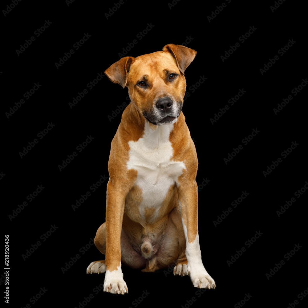 Obedient Red Dog Sitting and Curious Looking Isolated on Black Background Obedient Red Dog Sitting and Curious Looking Isolated on Black Background