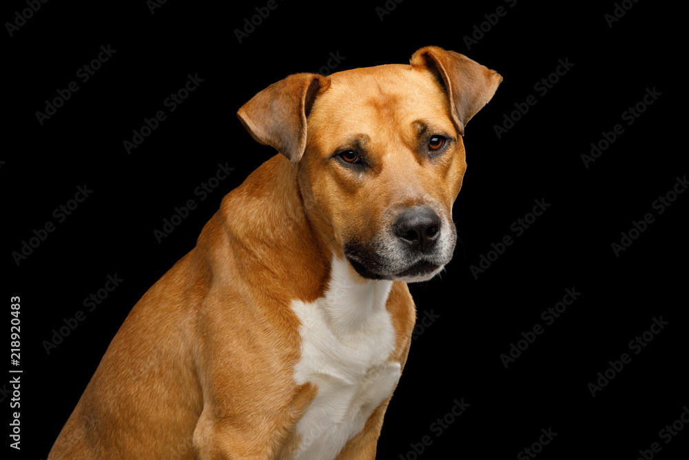 Adorable Portrait of Red Dog Isolated on Black Background