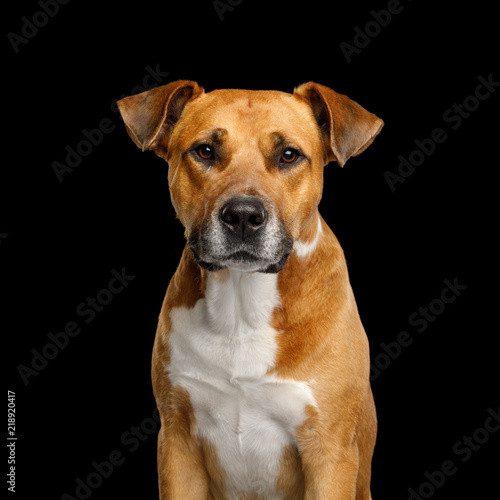 Adorable Portrait of Red Dog Isolated on Black Background  front view