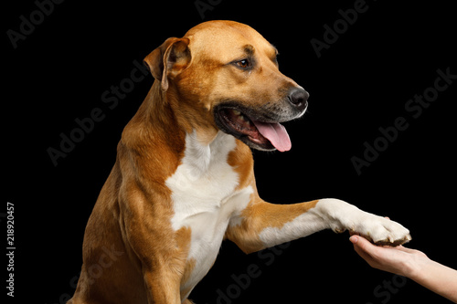 Fototapeta Naklejka Na Ścianę i Meble -  Portrait of Red Dog gives paw to human Isolated on Black Background