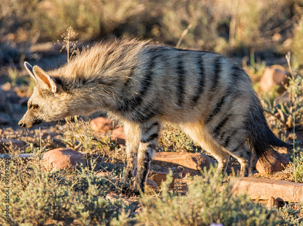 Aardwolf