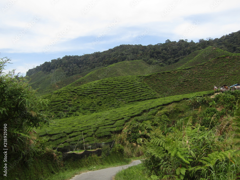 The road in tea plantation
