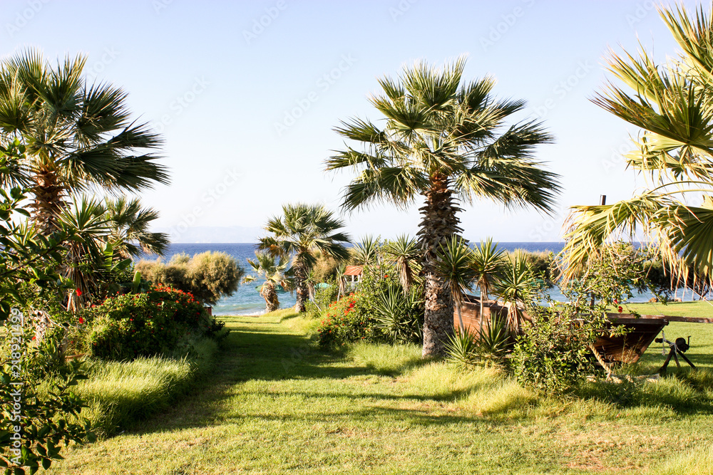 Fototapeta premium Palmenstrand in Australien