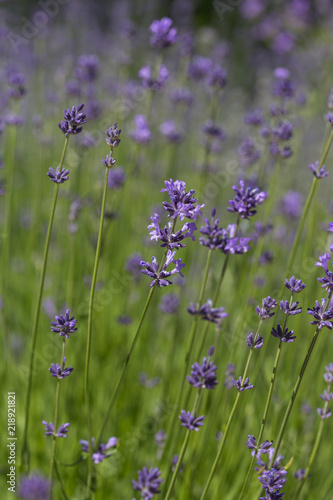 Fototapeta Naklejka Na Ścianę i Meble -  Lavande