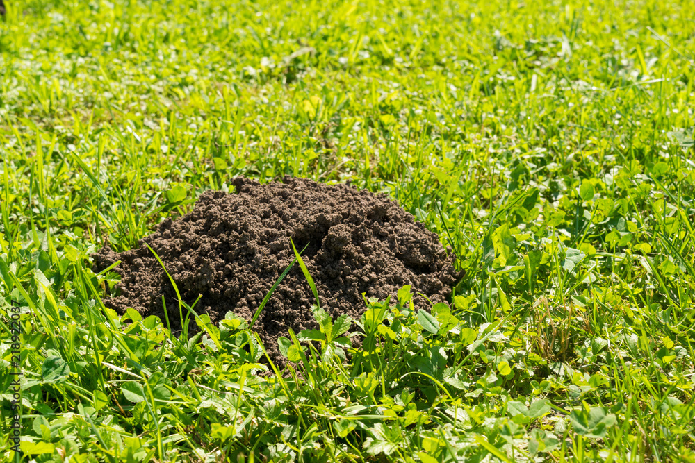 molehill on the lawn in bright sunlight - copy space molehill on the lawn in bright sunlight - copy space