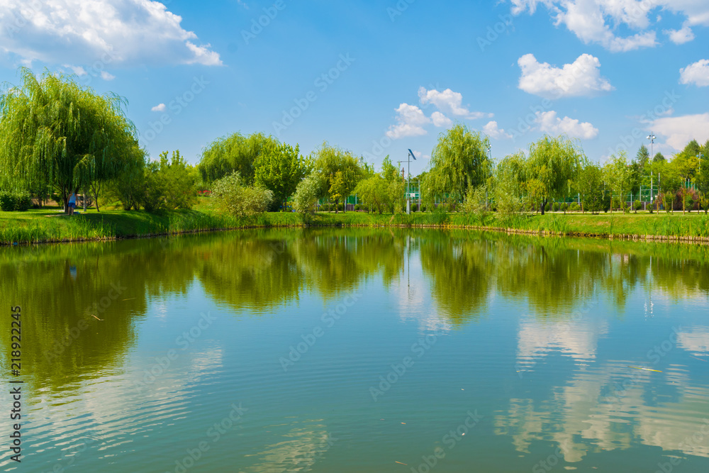 water lake reflection of green willow trees