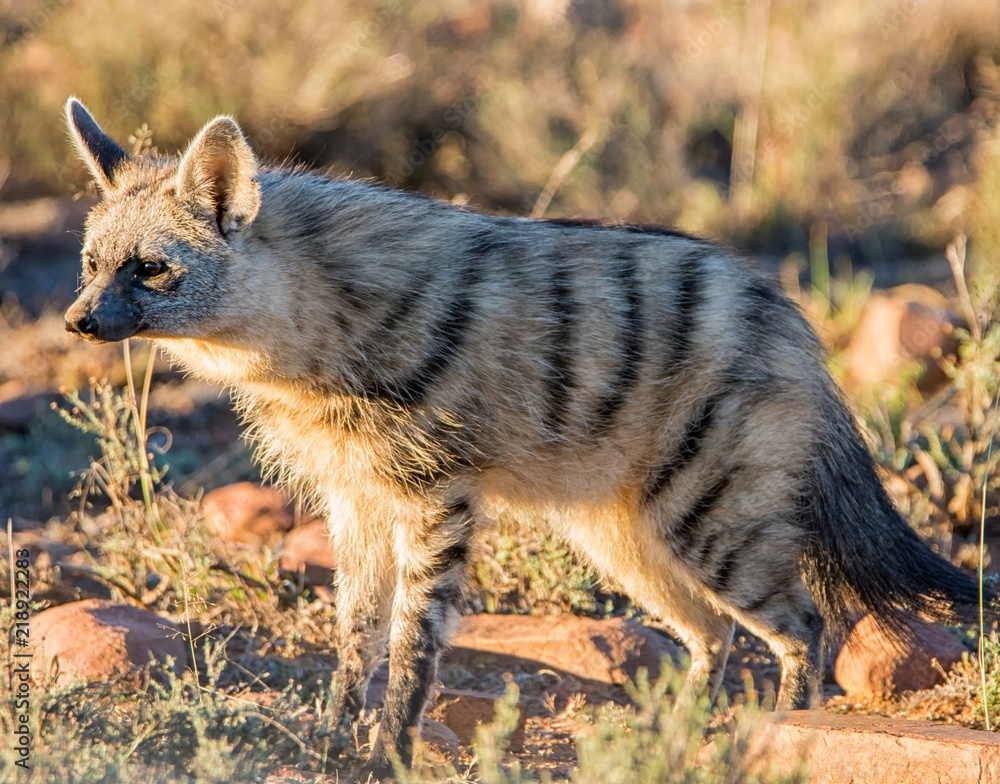 Aardwolf Aardwolf