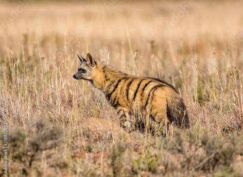 Aardwolf