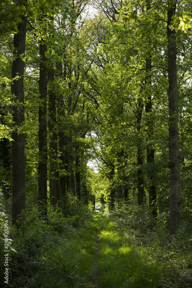 Fototapeta premium Overgrown Pathway In Summer