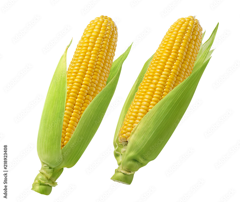 Raw corn cobs with green leaves isolated on white background - obrazy, fototapety, plakaty 