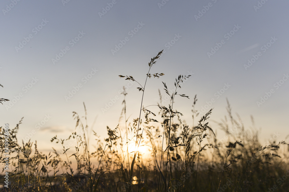 Sunset Between Grass Silhouette Sunset Between Grass Silhouette