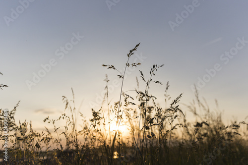 Sunset Between Grass Silhouette