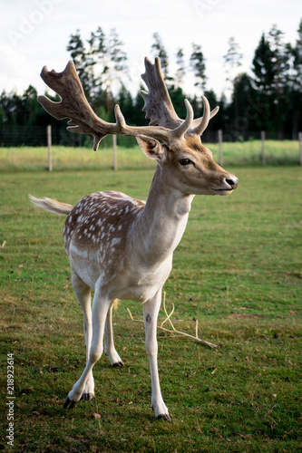 Deers and roe deers walking through a park on a sunny summer day.