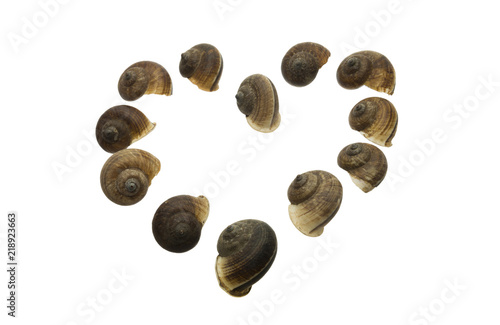 Group of Gastropoda shells with love shape on a white background. top view.