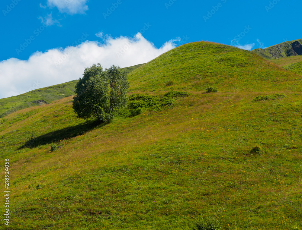 An alone tree on a hill