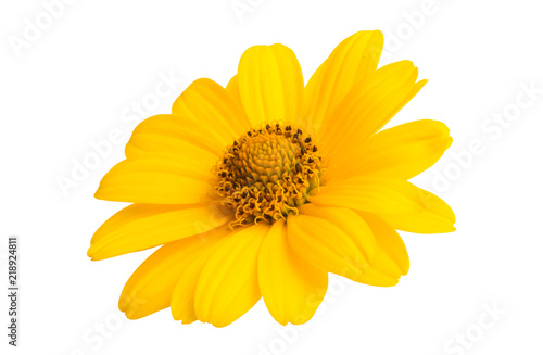 yellow flower isolated