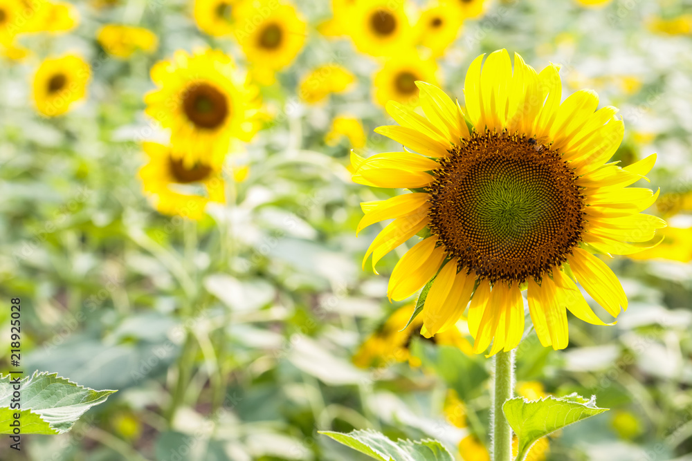 Obraz premium Fresh bright yellow sunflowers in nature