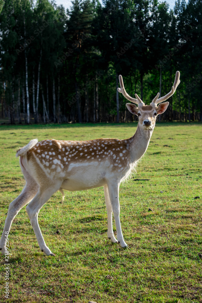 Deers and roe deers walking through a park on a sunny summer day. Deers and roe deers walking through a park on a sunny summer day.