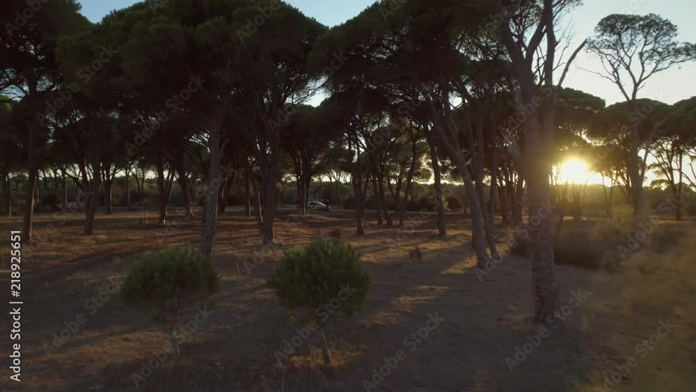Aerial view of a man flying drone through the trees at sunset in Greece. Aerial view of a man flying drone through the trees at sunset in Greece.