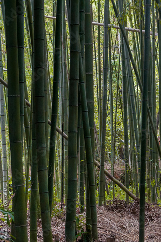 Alrededor de 50 variedades de bambú habitan en el bosque Sagano Arashiyama, algunos superan los 20 metros de altura filtrando la entrada de los rayos de sol.Kioto, Japón 