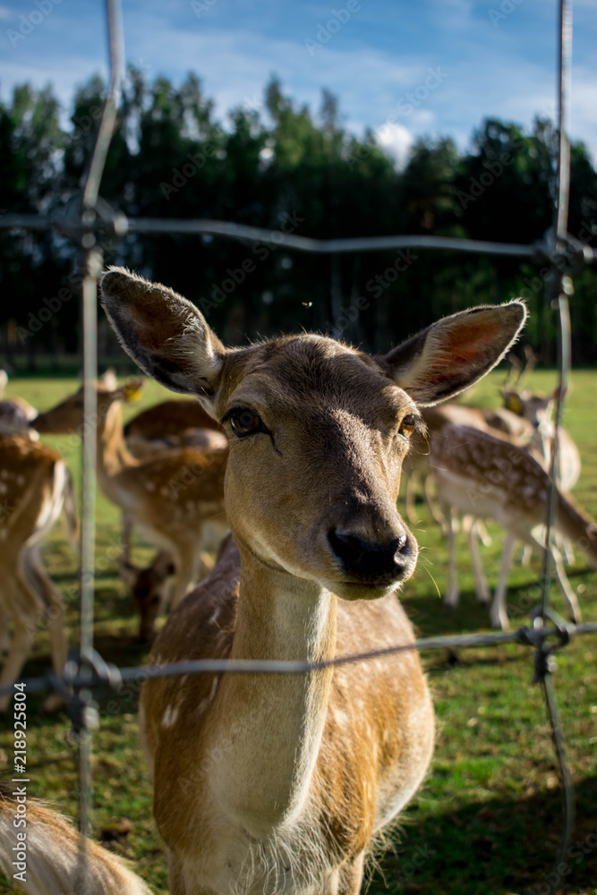 Deers and roe deers walking through a park on a sunny summer day. Deers and roe deers walking through a park on a sunny summer day.