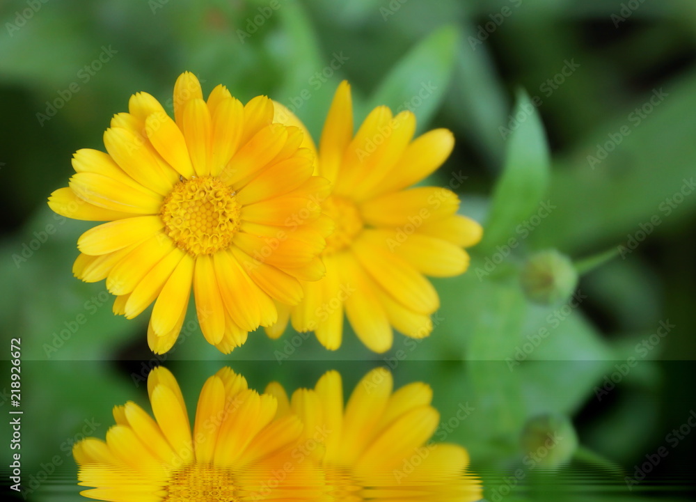 two yellow flowers of calendula reflected in the water two yellow flowers of calendula reflected in the water
