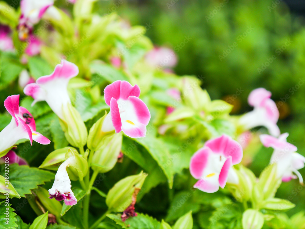 Obraz premium : Wishbone flower