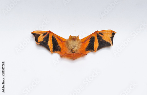 Kerivoula picta.Orange nectar bat, Lonchophylla robusta, nocturnal bat with spread wings. Bat with fast metabolism. photo