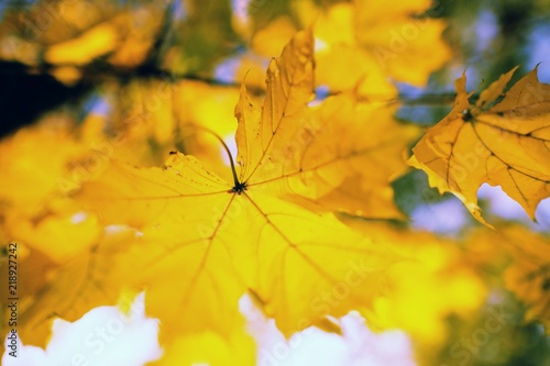 autumn yellow maple leaves against the sky