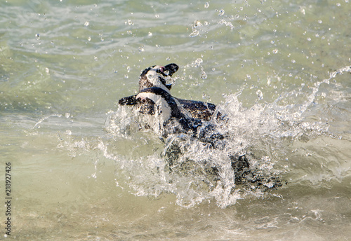 African Penguins Swimming © Cathy Withers-Clarke