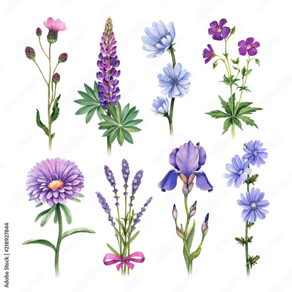 Watercolor illustrations of blue and purple flowers