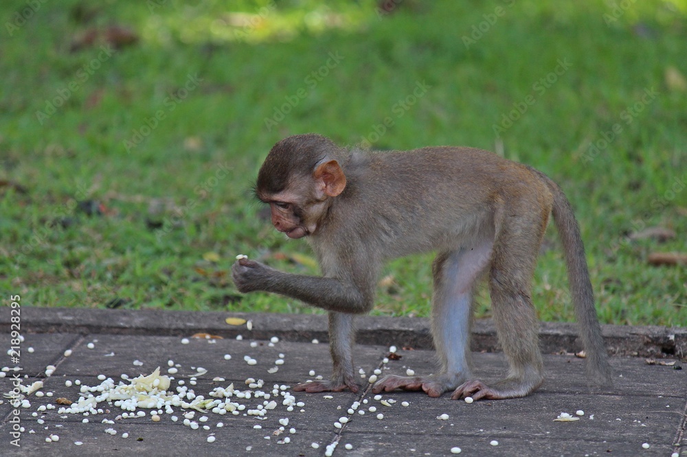Animal, a monkey sits on ground, waits the food from people who see it, it lives in KUM PHA WA PI park, at UDONTHANI province THAILAND. Animal, a monkey sits on ground, waits the food from people who see it, it lives in KUM PHA WA PI park, at UDONTHANI province THAILAND.