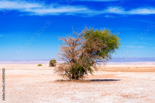 Landscape in Atacama desert, Chile. Copy space for text.