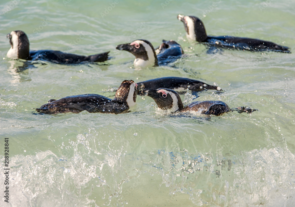 Fototapeta premium African Penguins Swimming