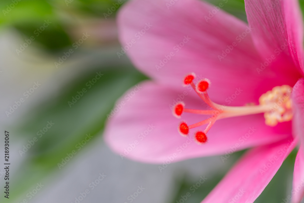 closeup pink flowers