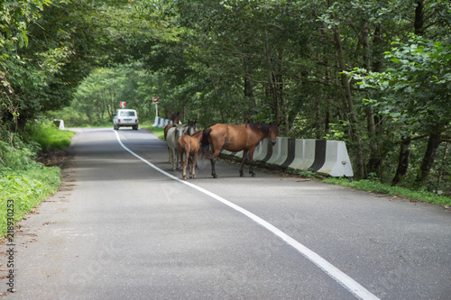 The herd of horses is on the road. Horse crossing. ?ar on road with horse © Khatuna