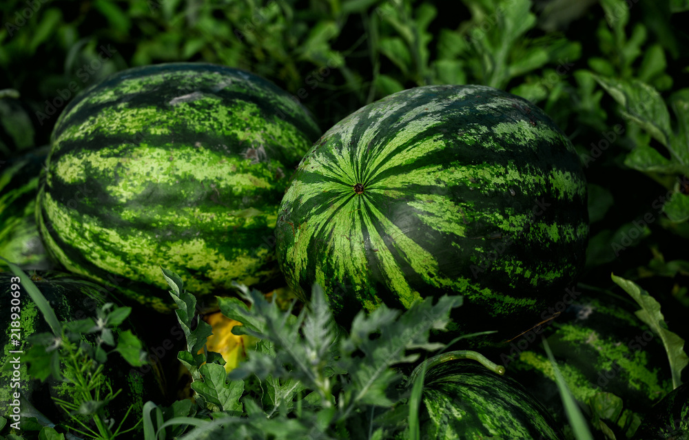 Cultivation of watermelons on the field Cultivation of watermelons on the field