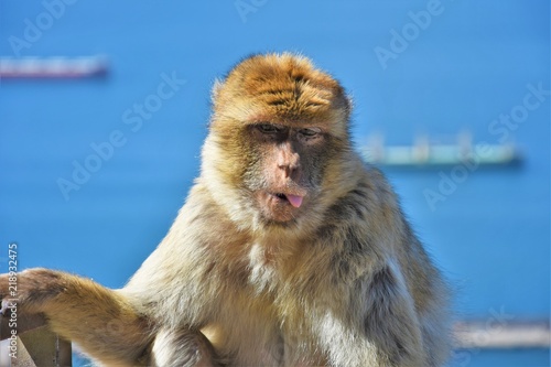 Monkey of Gibraltar © Daniel