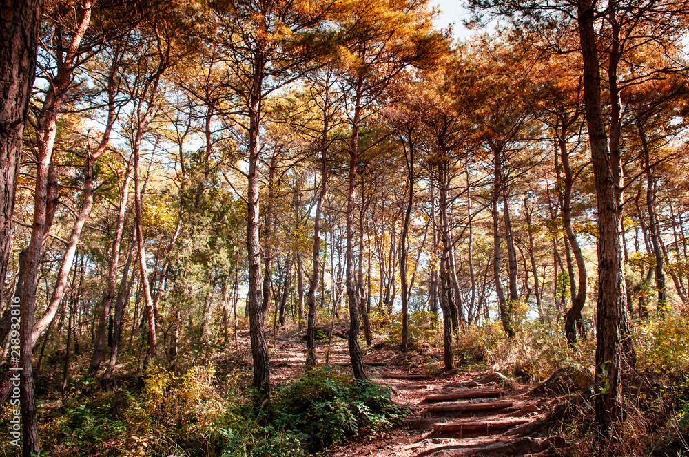 Natural autumn pine forest near Sogang river, Gangwon, South Korea