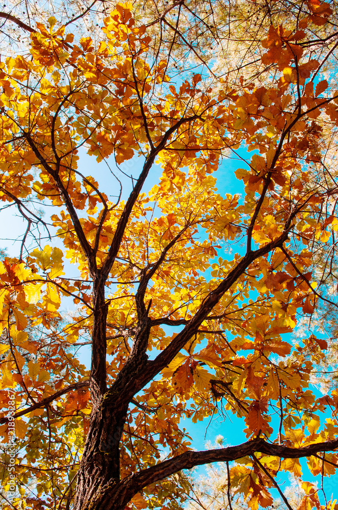 Yellow maple autumn leaves against sky. Gangwon, South Korea Yellow maple autumn leaves against sky. Gangwon, South Korea