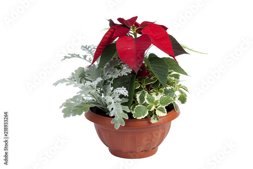 Christmas decoration with red ponssetia and other decorative flowers isolated on white