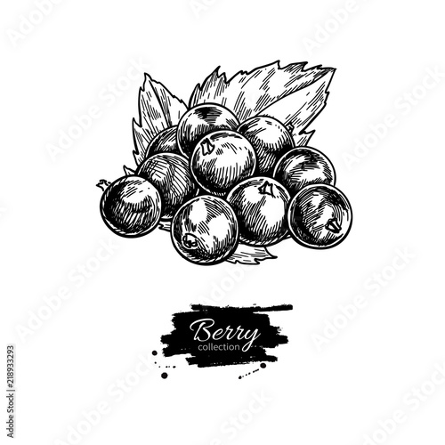 Black currant vector drawing. Isolated berry branch sketch on wh