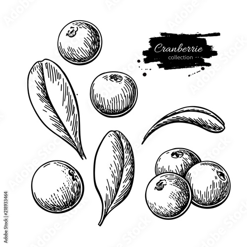 Cranberry vector drawing. Isolated berry heap sketch on white ba