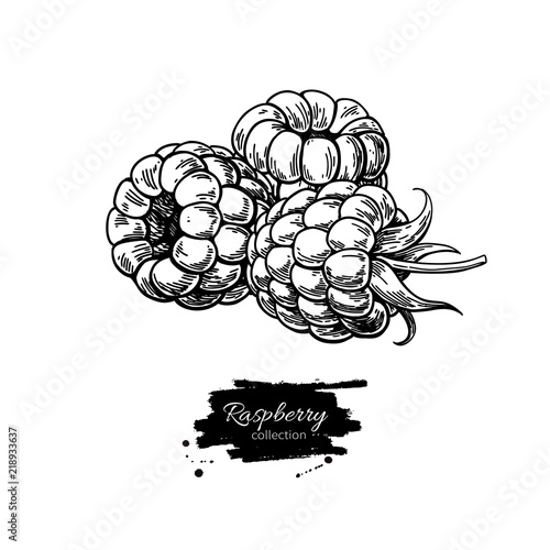 Raspberry vector drawing. Isolated berry branch sketch on white 