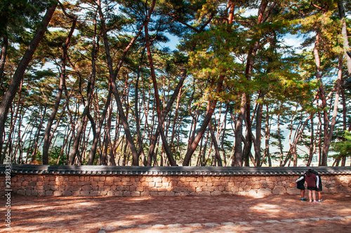 Tourists in pine forest at Cheongryeongpo cape. Yeongwol, South Korea photo