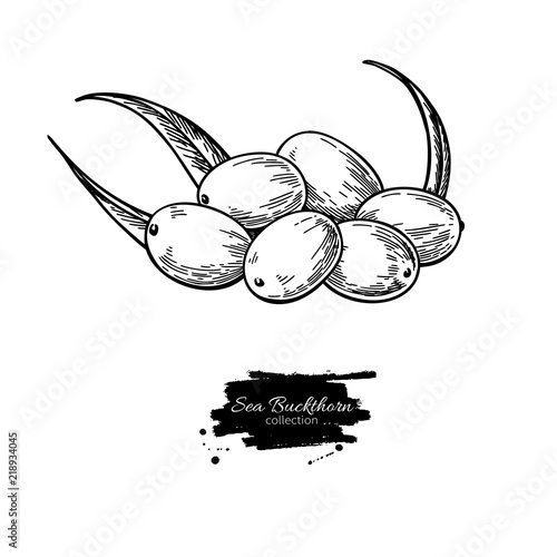 Sea buckthorn vector drawing. Isolated berry branch sketch on wh