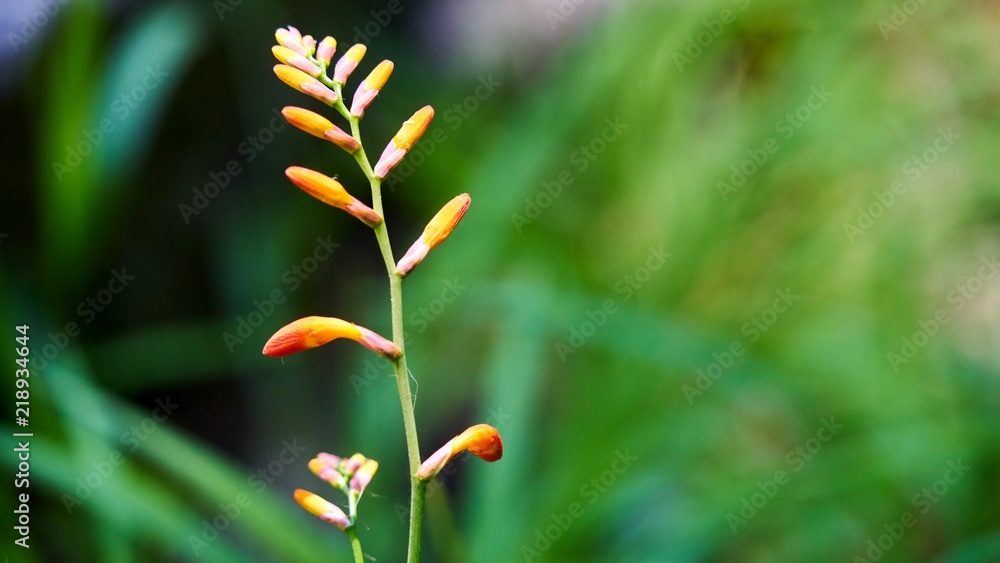 Blooming grass on a blurred green background. Blooming grass on a blurred green background.