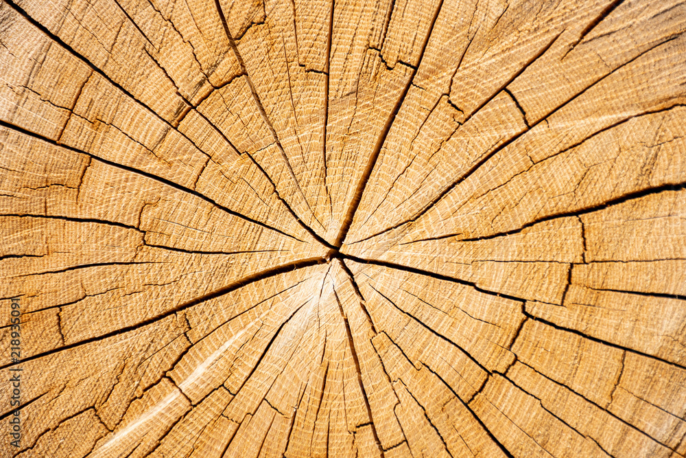 Cross-section of wood with cracks
