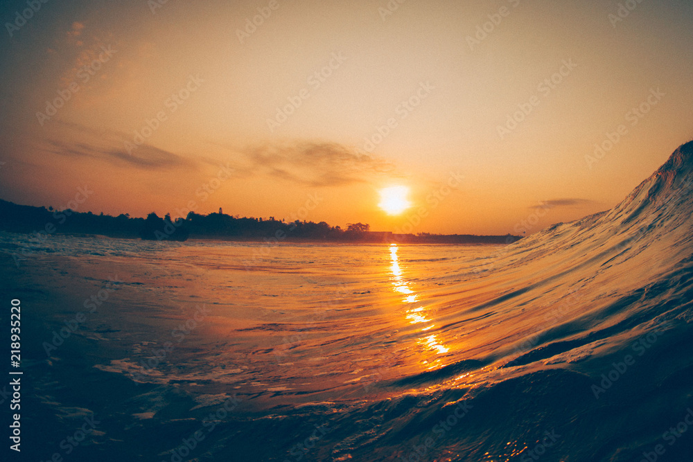 Obraz premium ocean dwellers